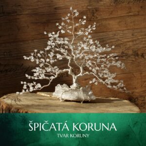 Tvar koruny - špičatá koruna